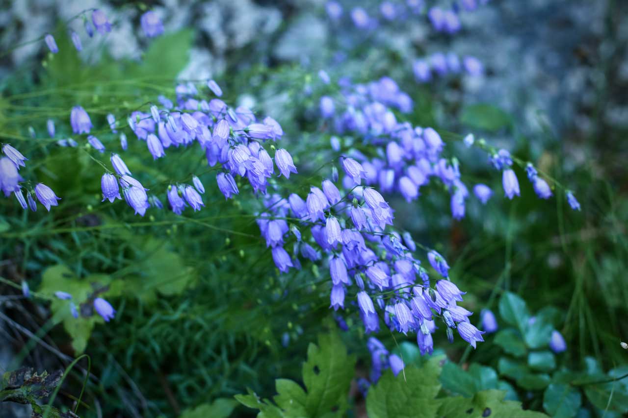 Flowers along the trail leading to Dobra gora hill above the village of Selo near Bled. 