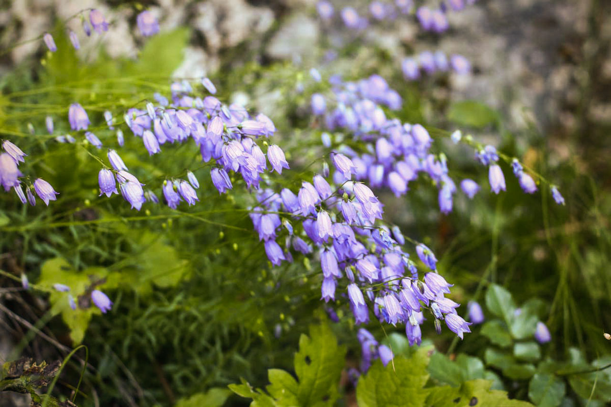Flowers along the trail leading to Dobra gora hill above the village of Selo near Bled.