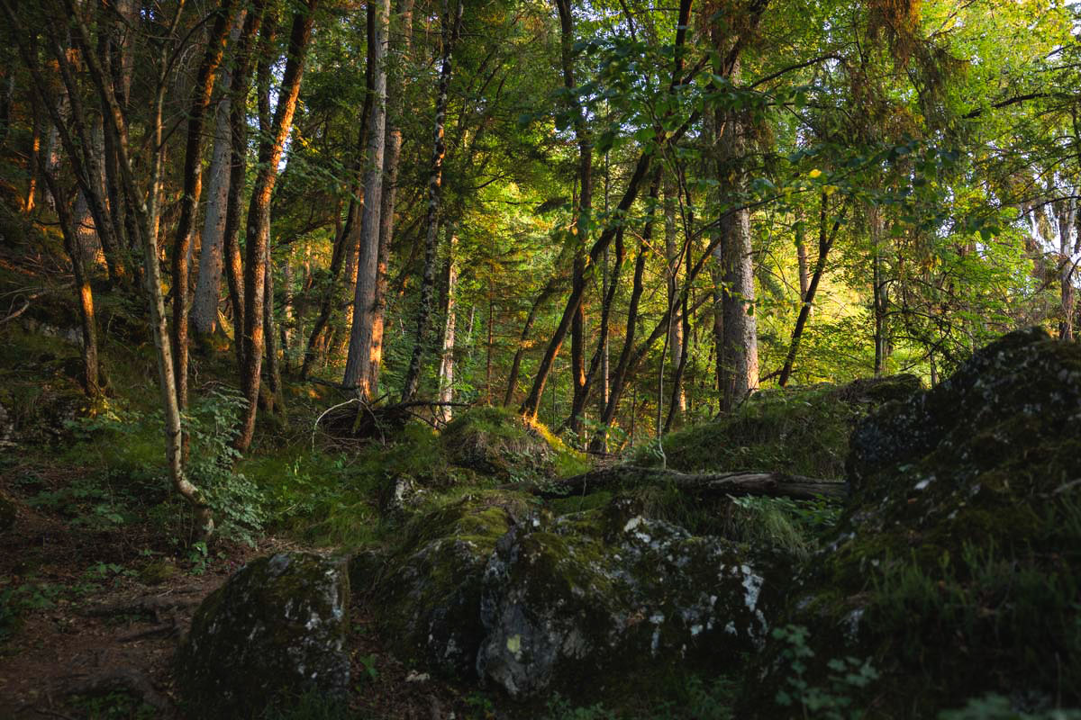Forest path to the hill of Dobra Gora near Lake Bled.