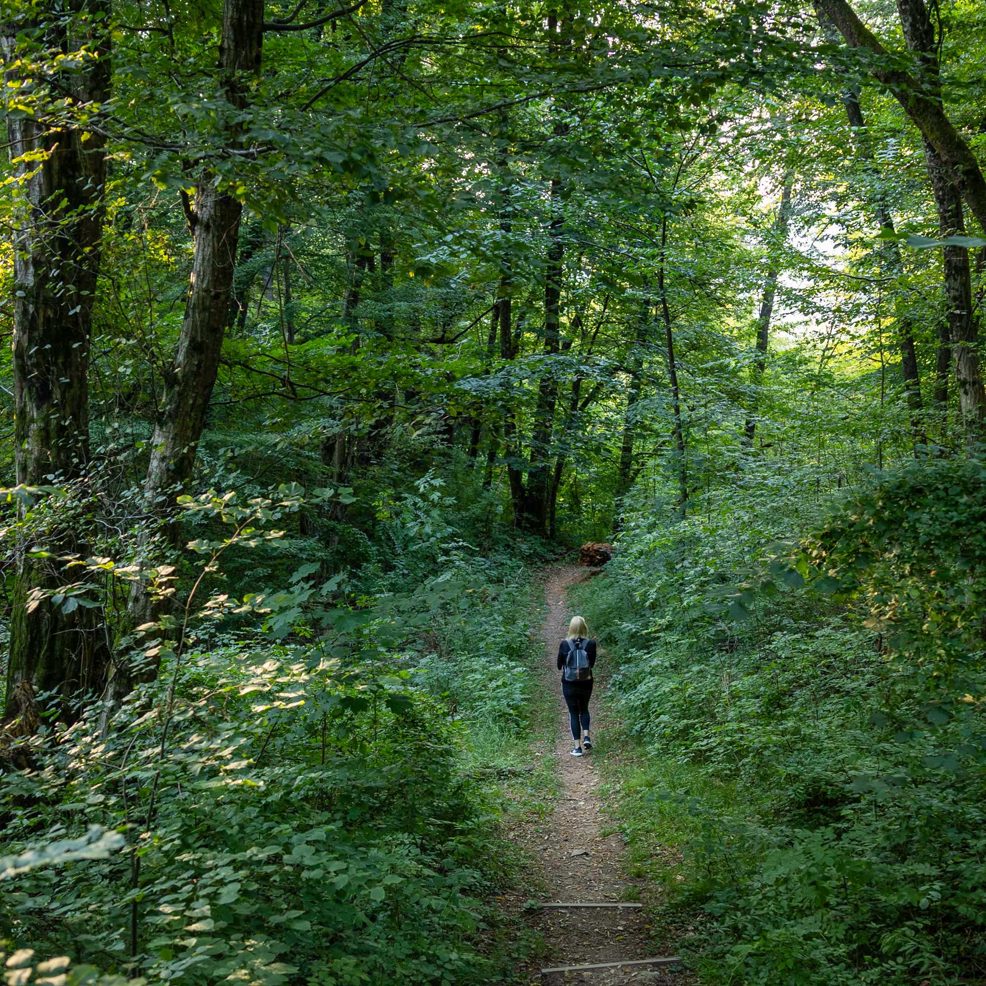 Short forest hike to Dobra Gora