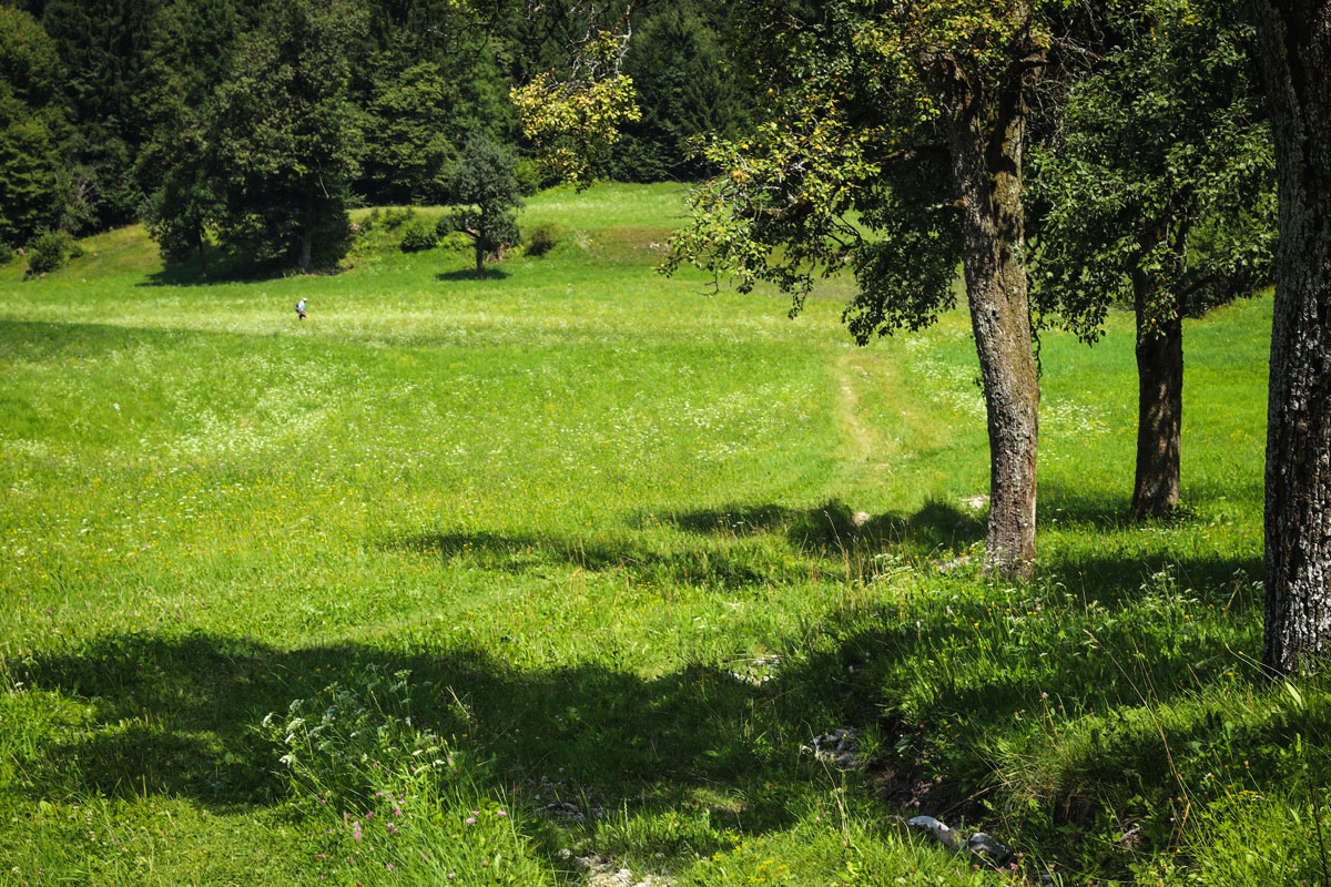 The green meadow below the village of Kupljenik in Bled.