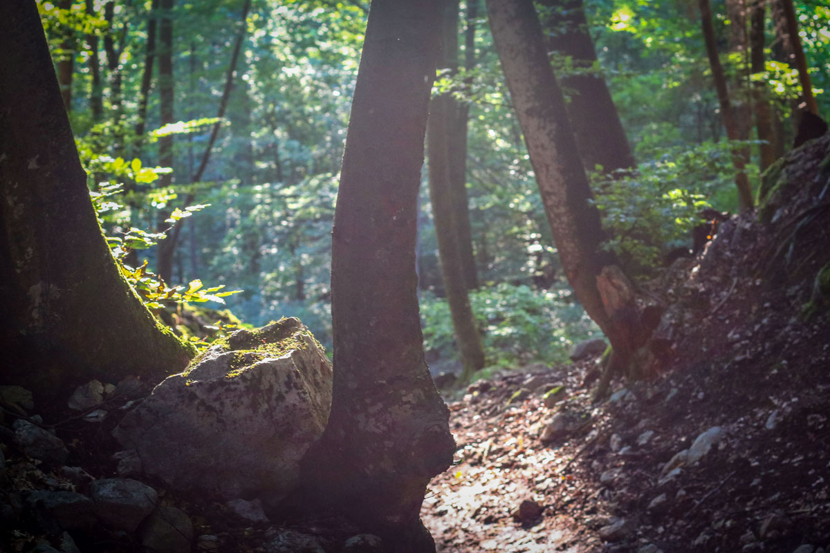 Forest trail leading to the Ojstrica viewpoint above Lake Bled. 