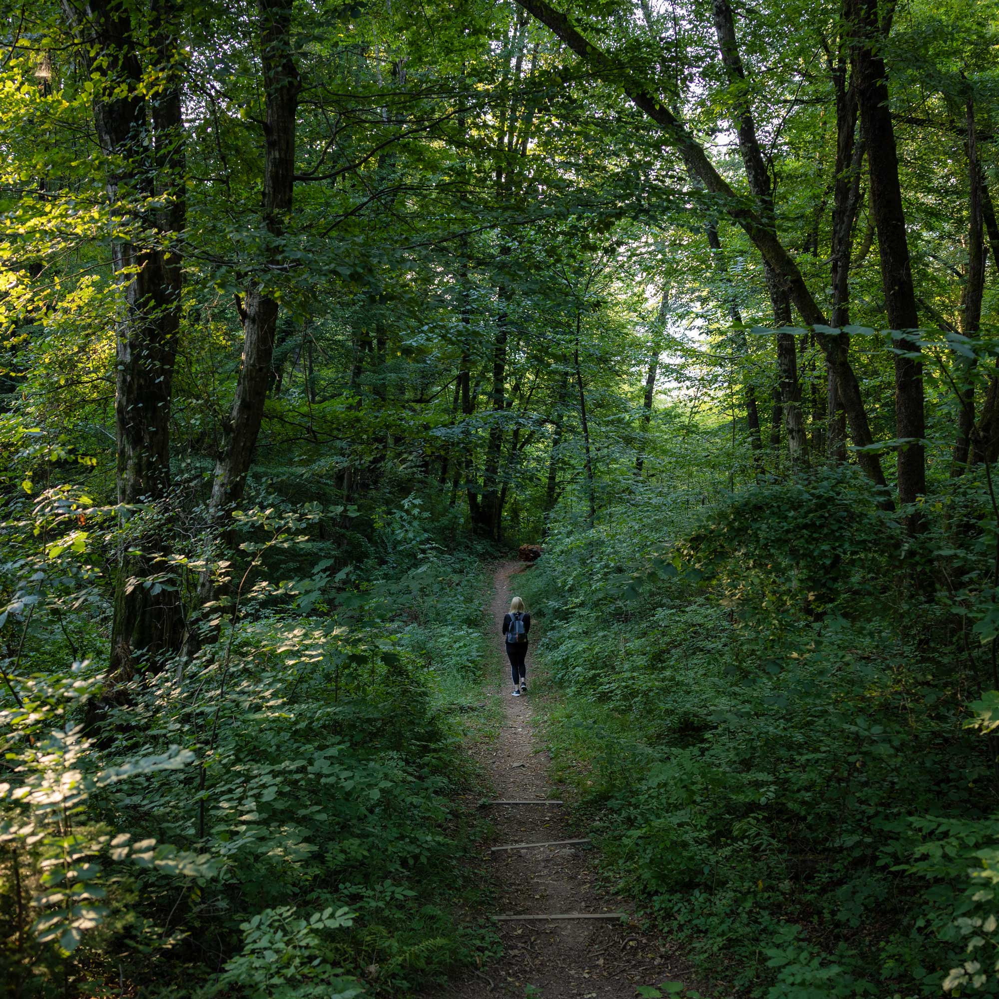 Short forest hike to Dobra Gora