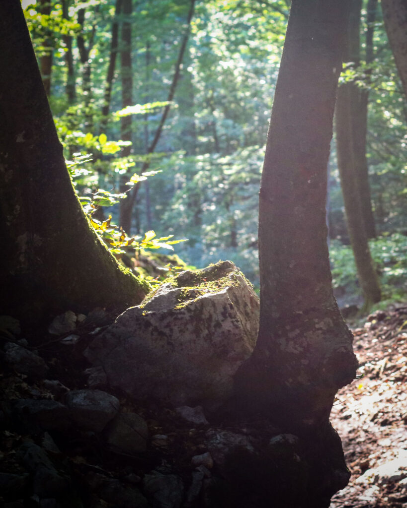 Forest trail lesading to Ojstrica and Mala Osojnica. 