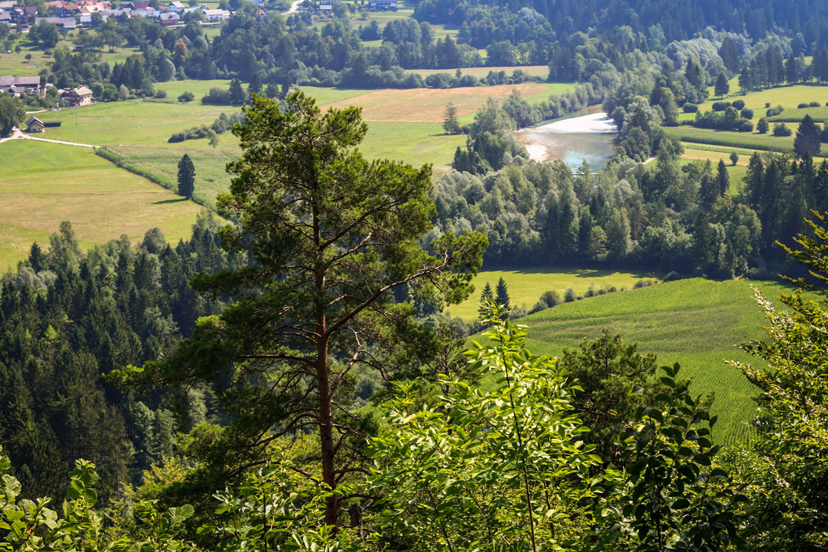 View of Sava Bohinjka River from the trail running between the villages of Selo pri Bledu and Kupljenik.