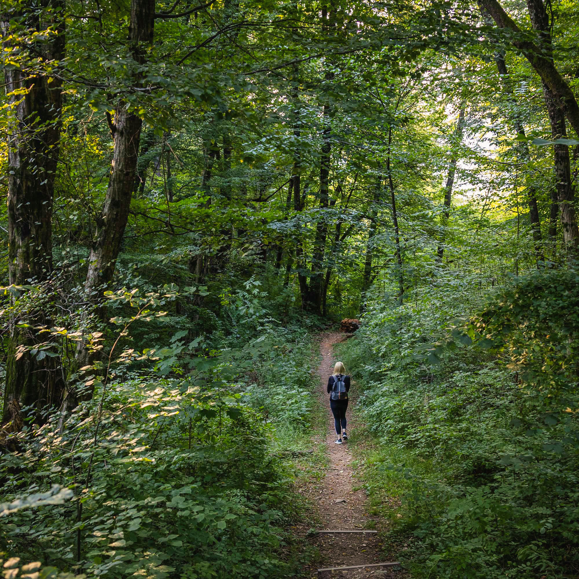 Short forest hike to Dobra Gora
