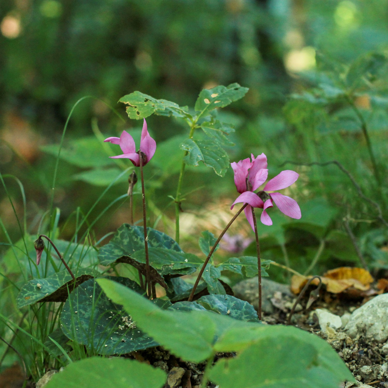 Cyclamen-on-Straža