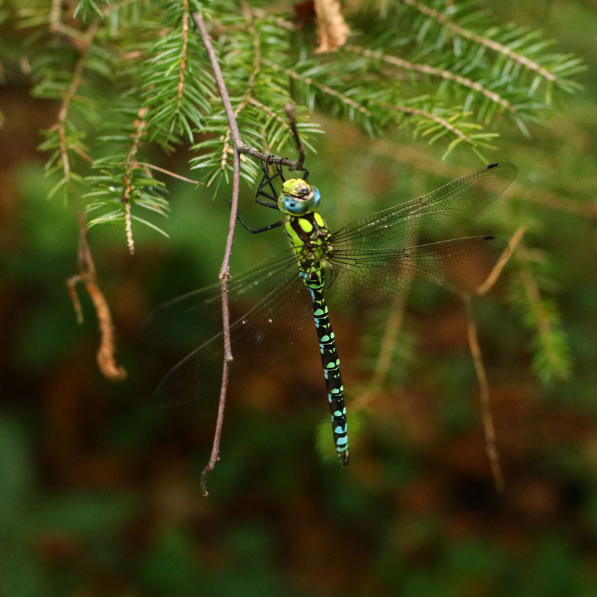 Short forest hike to Dobra Gora