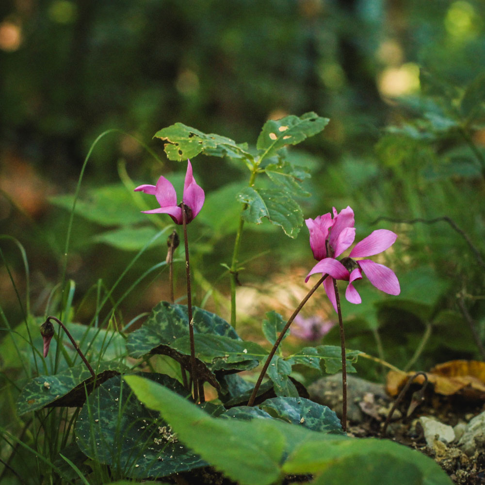Cyclamen on Straža Hill