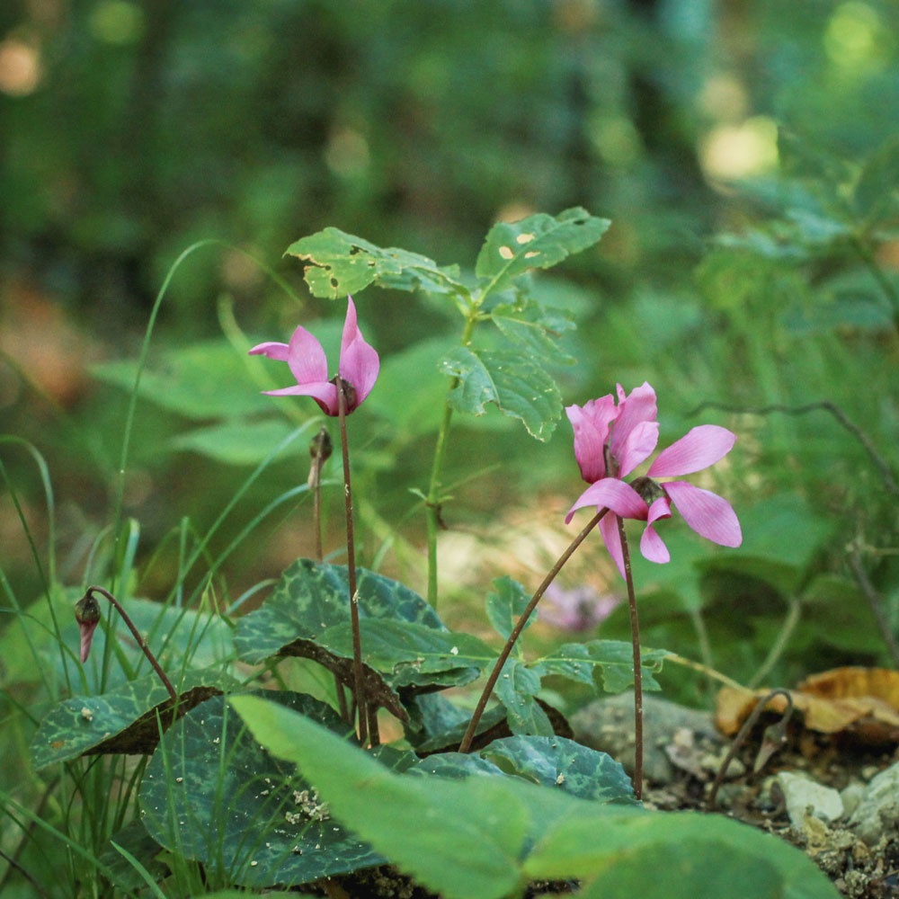 Cyclamen