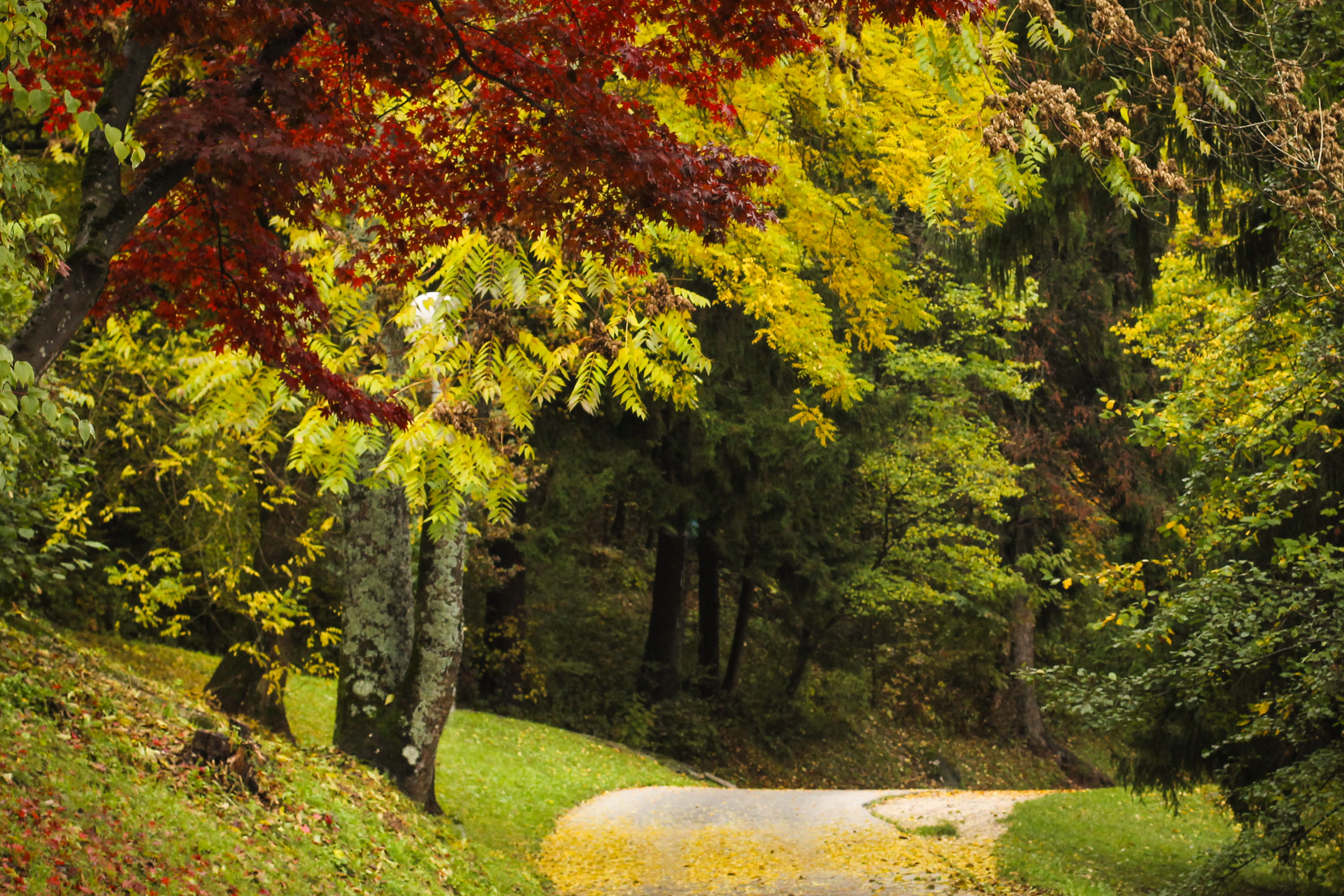 Walking path around Lake Bled in autumn