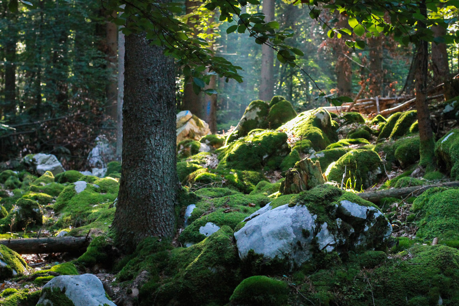 Soothng forest on Jelovica Pleateau near Lake Bled. 