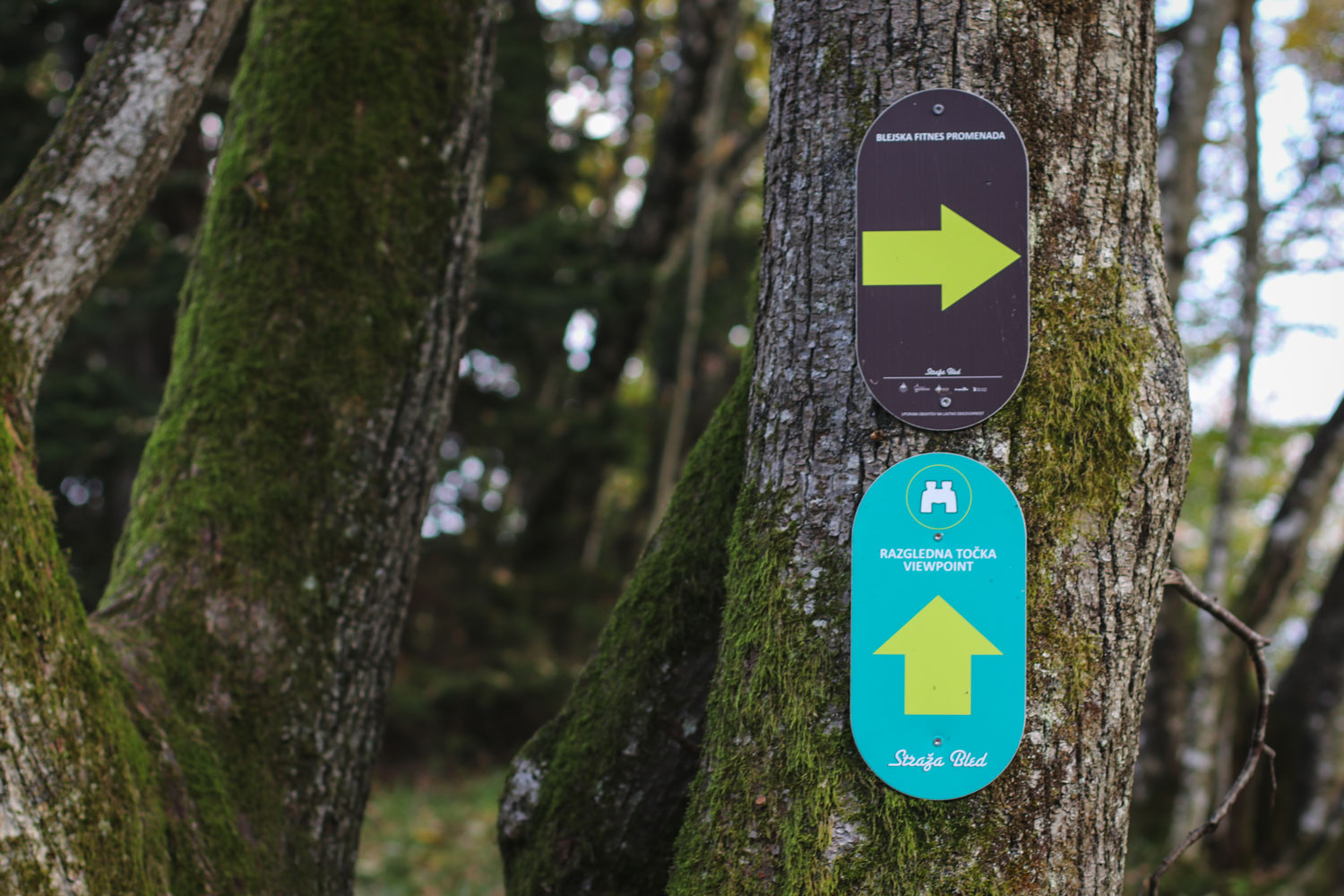 Signs pointing to viewpoints on Straža Hill above Lake Bled 